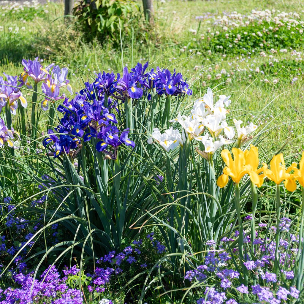 Iris de Hollande, mélange de bulbes