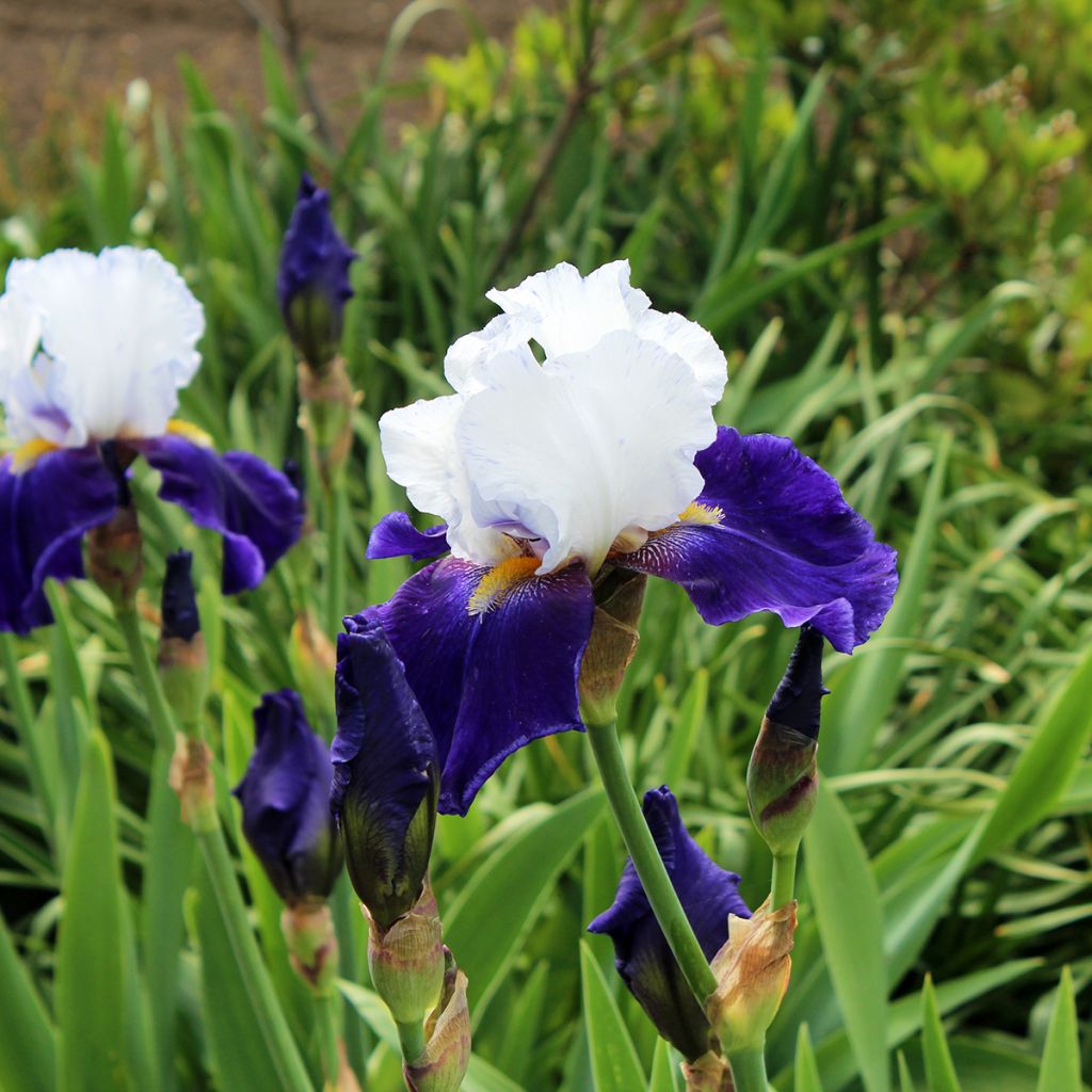 Iris des jardins bicolore blanc et bleu violet