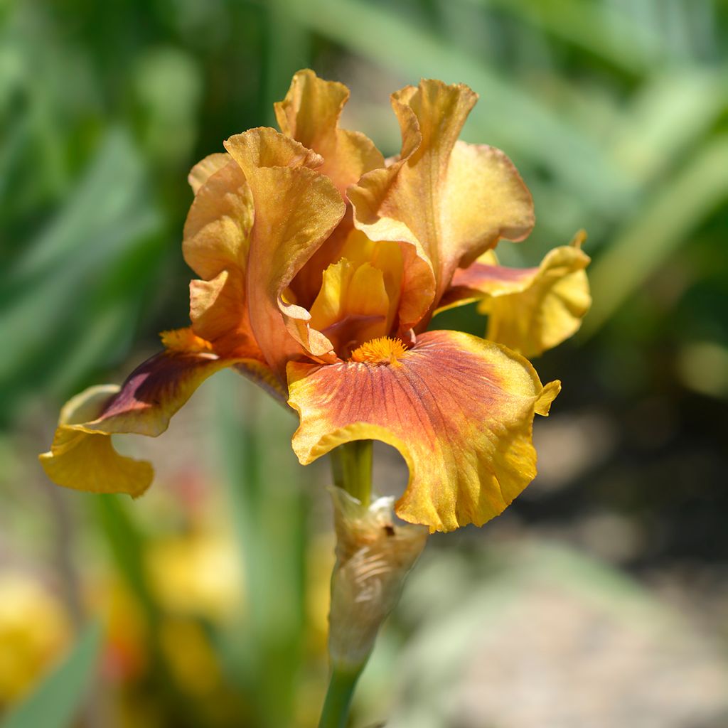Iris des jardins bicolore jaune et brun rouge