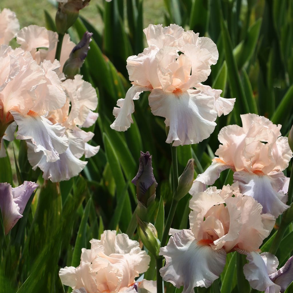 Iris des jardins rose clair