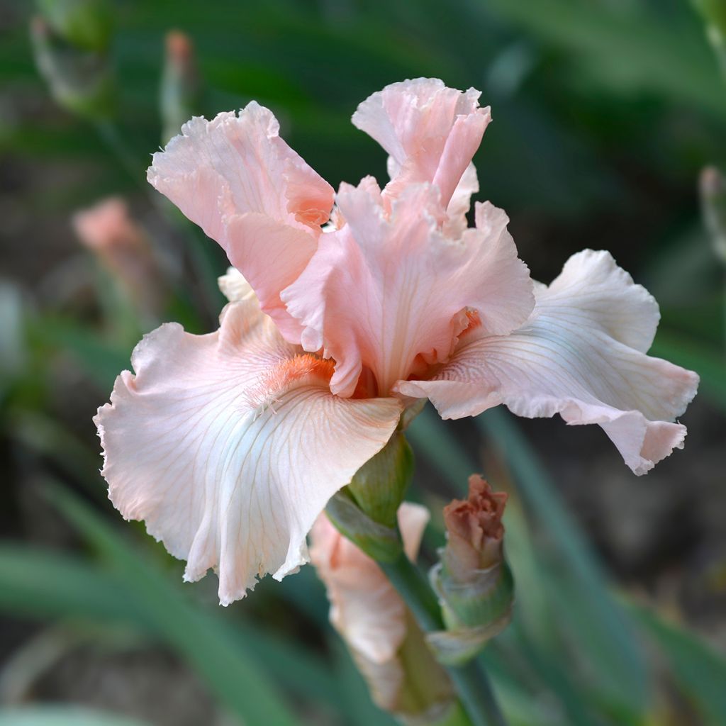 Iris des jardins rose clair