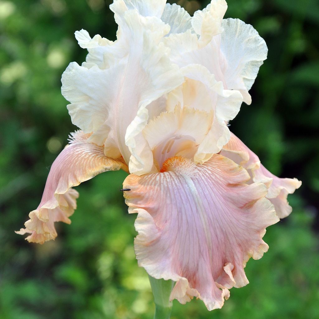 Iris des jardins rose pastel