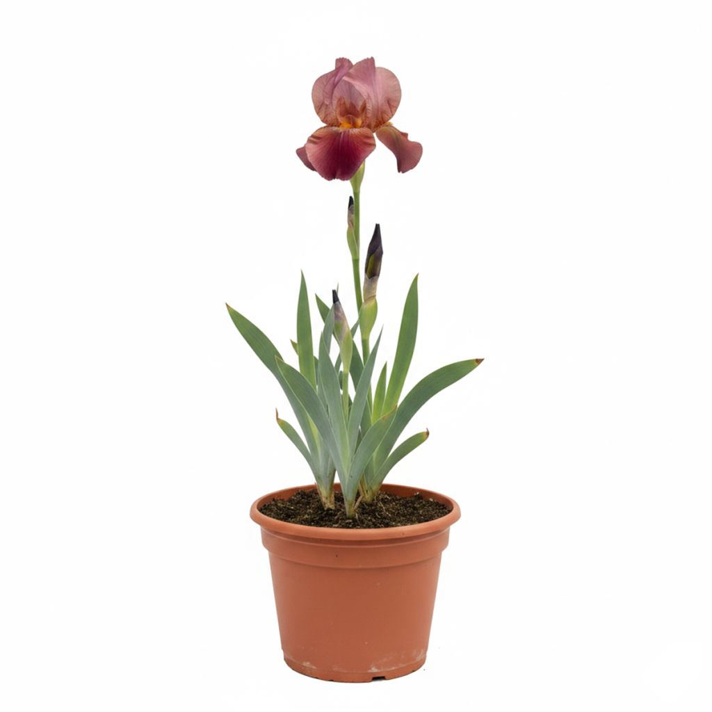 Iris des jardins rouge