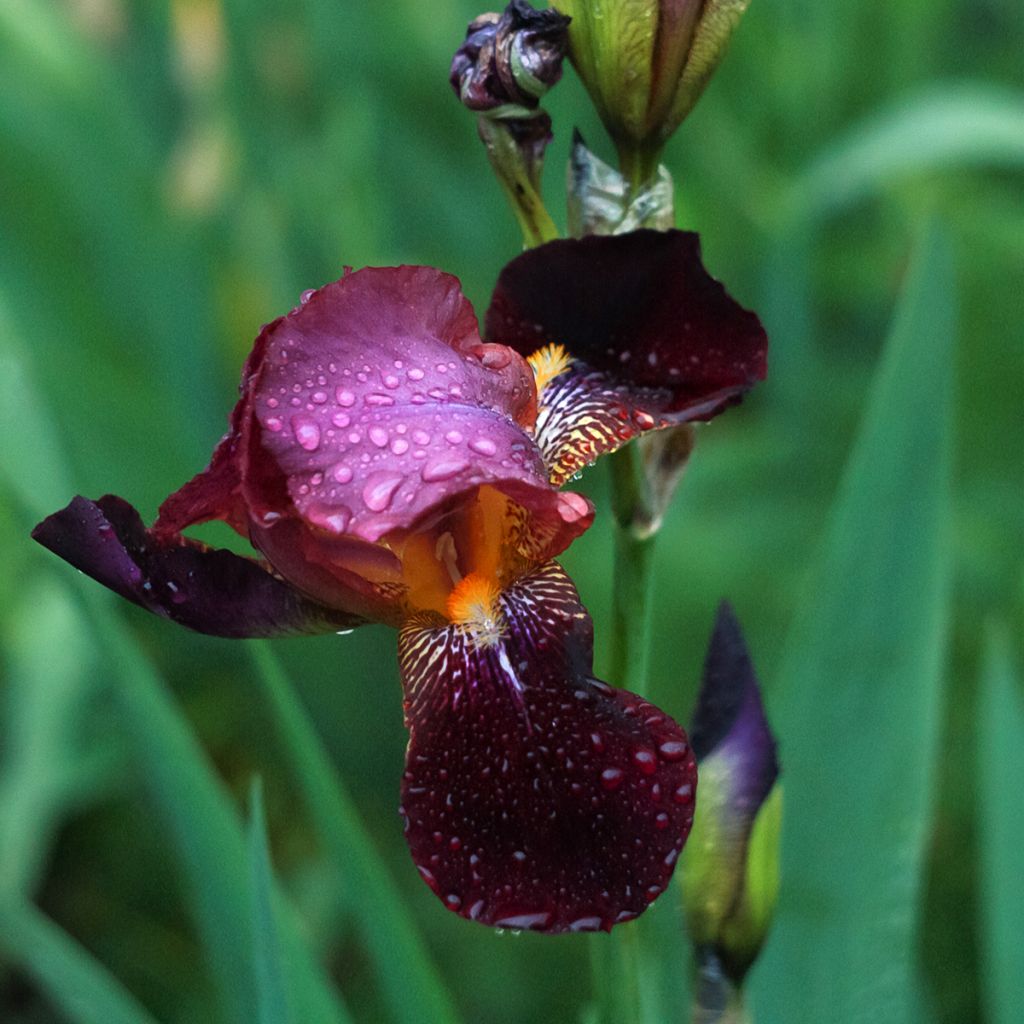 Iris des jardins rouge
