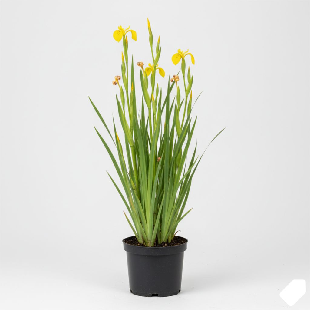 Iris des marais jaune