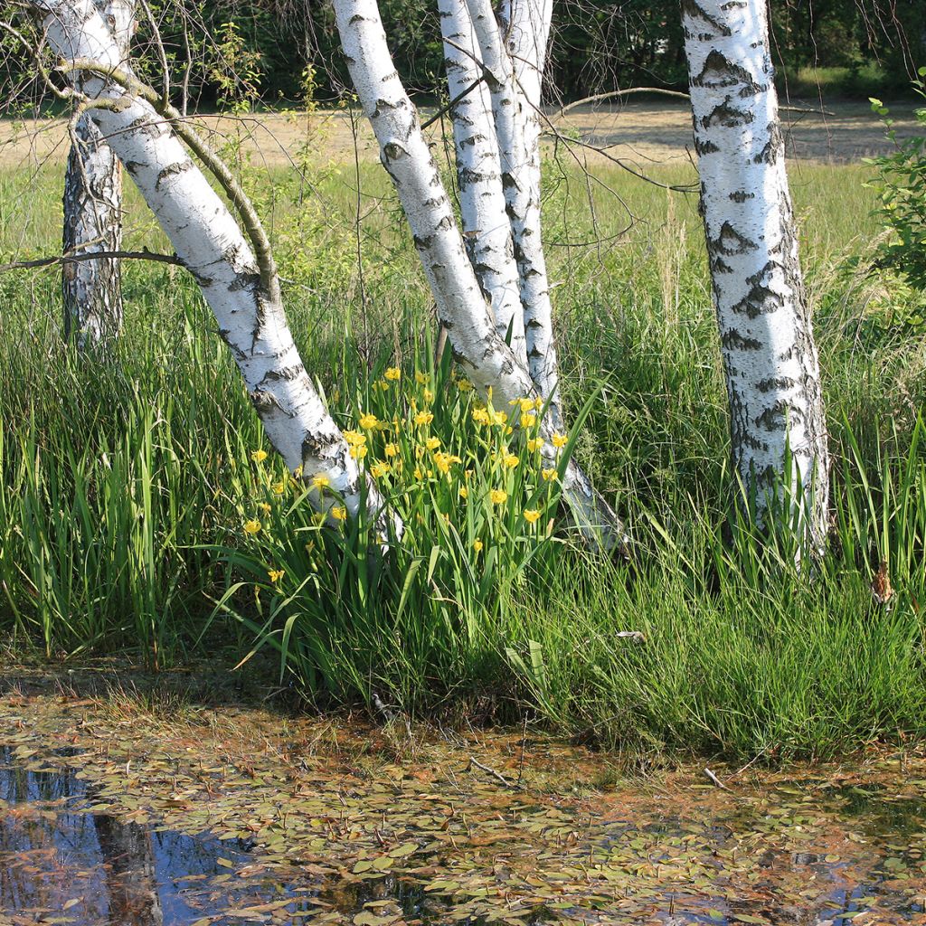 Iris des marais jaune