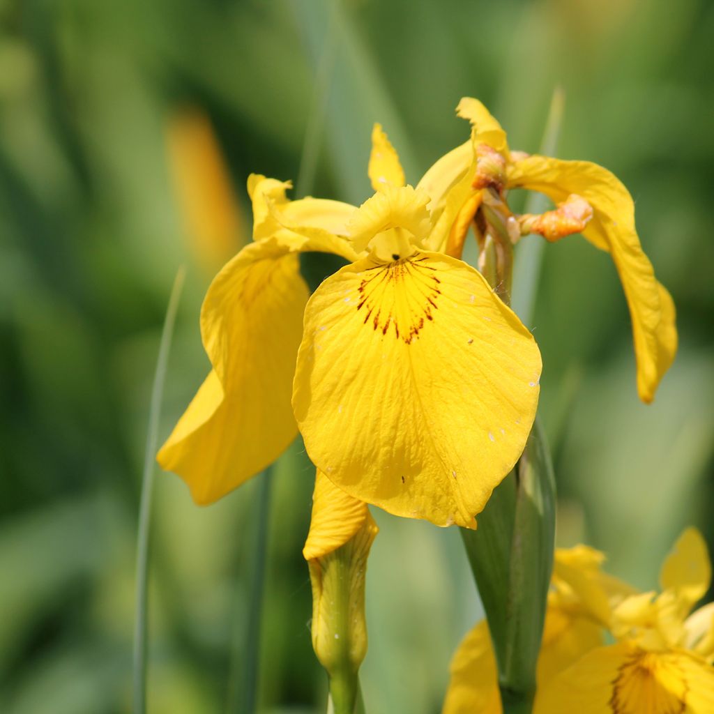 Iris des marais jaune