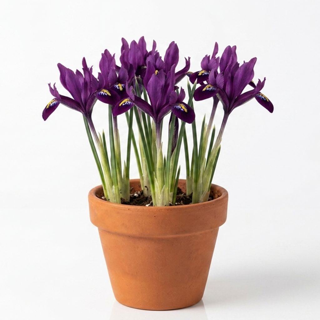 Iris nain pourpre