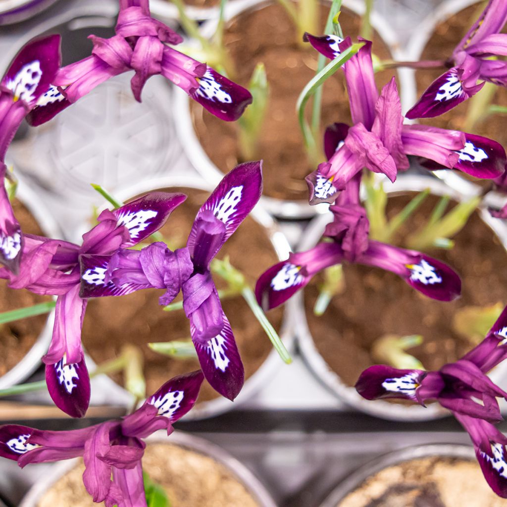 Iris nain pourpre