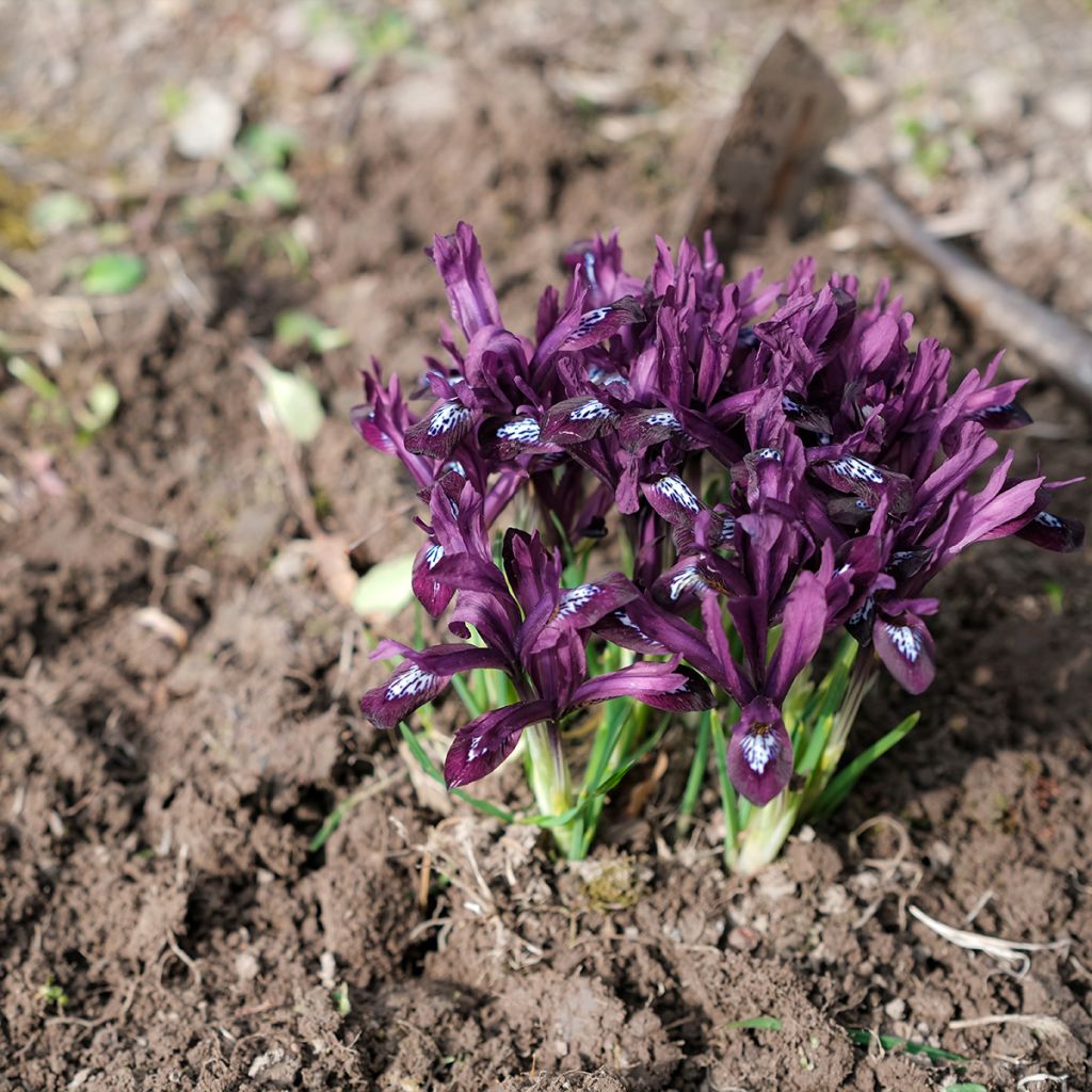 Iris nain pourpre