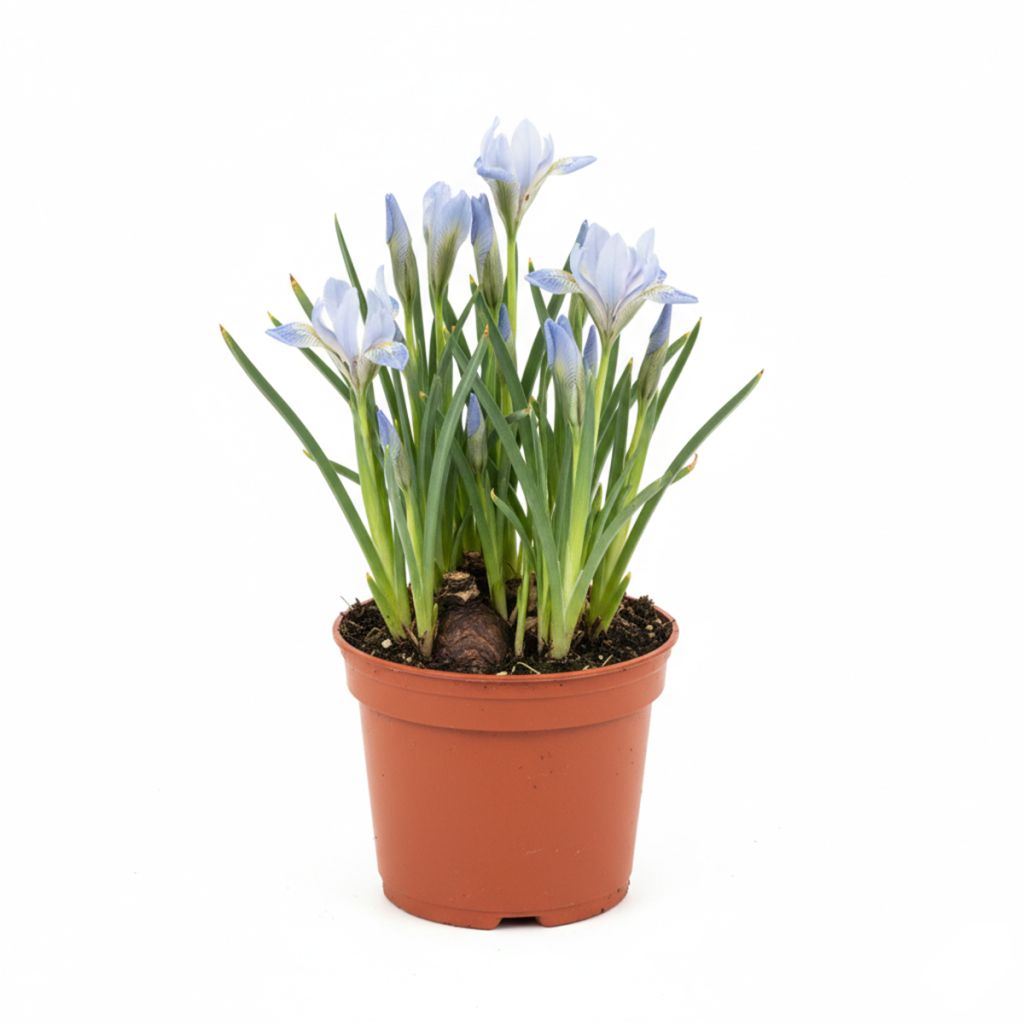 Iris nain bleu pâle