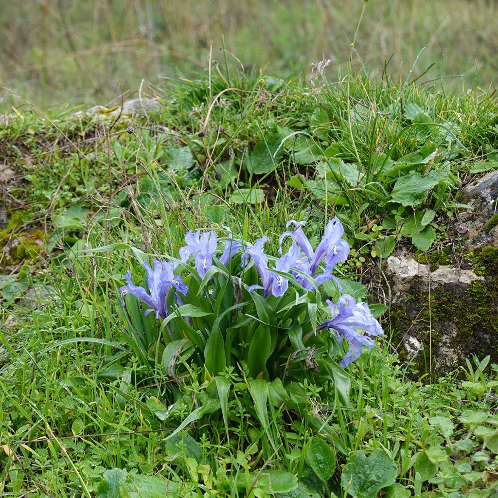 Iris nain bleu pâle