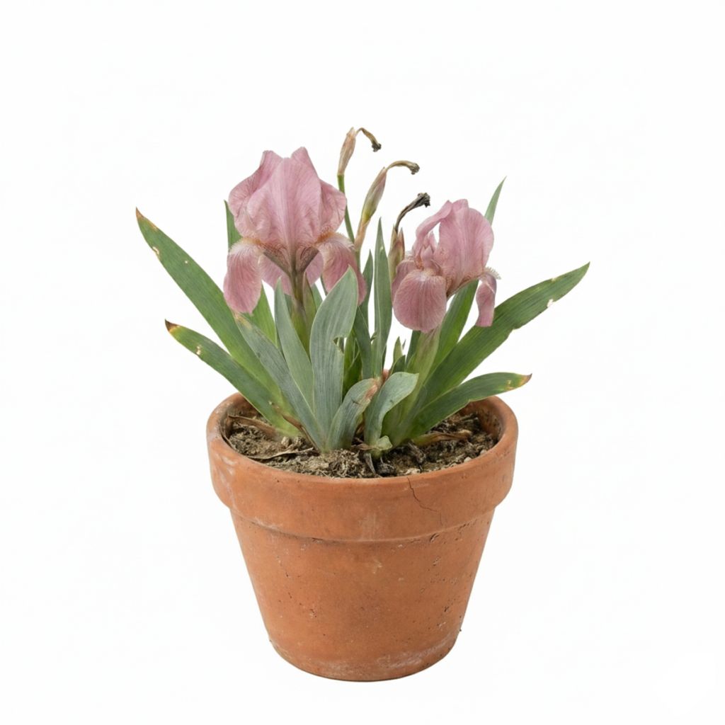 Iris nain rose pastel