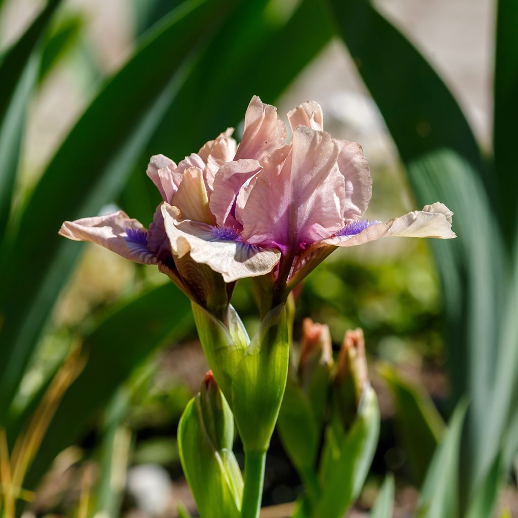 Iris nain rose pastel