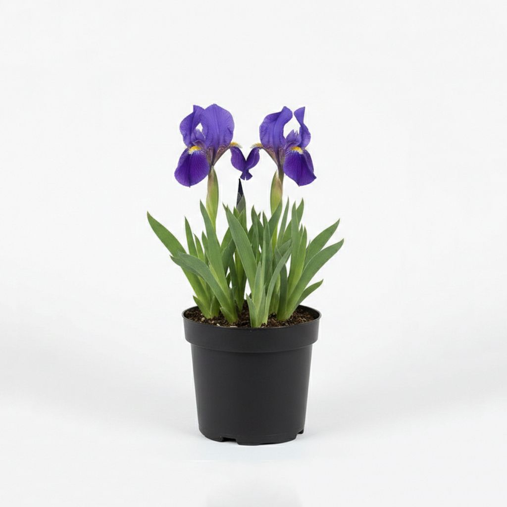 Iris nain violet foncé