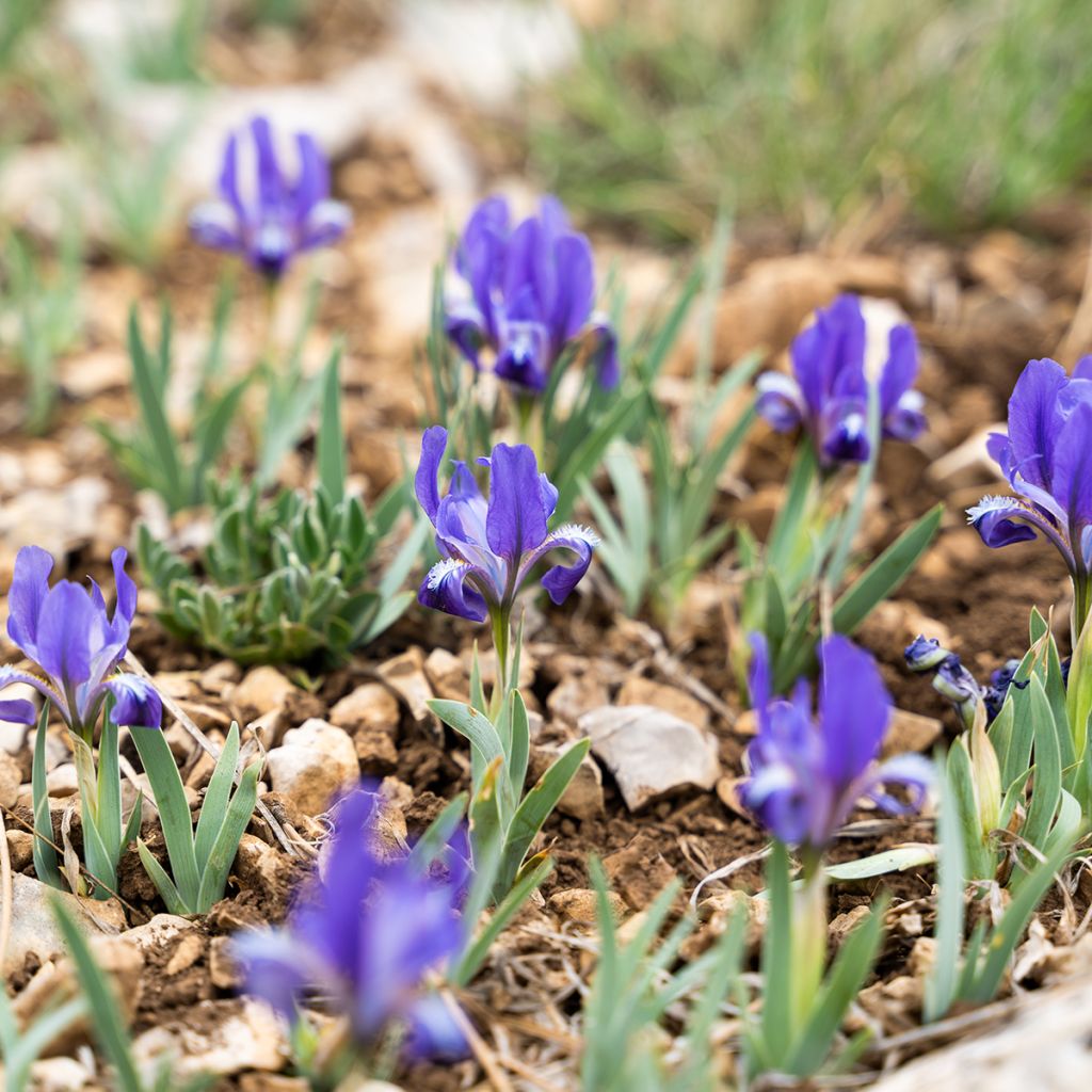 Iris nain violet foncé