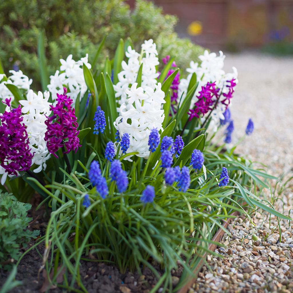 Jacinthe blanche