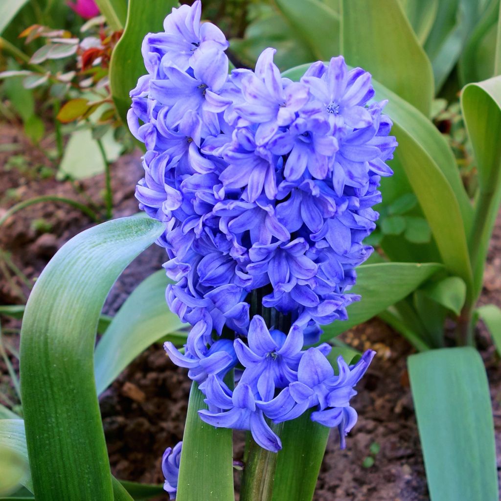 Jacinthe bleue