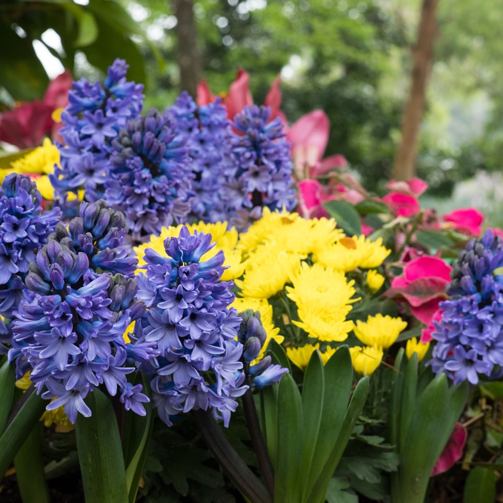 Jacinthe bleue