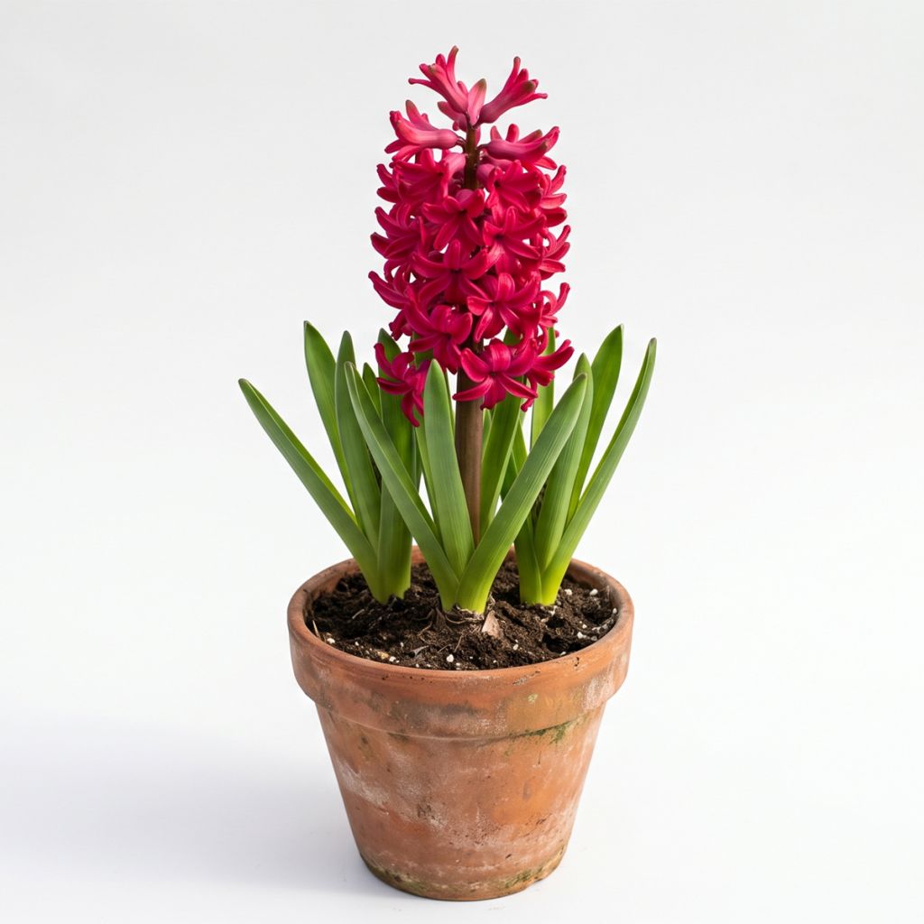 Jacinthe rouge