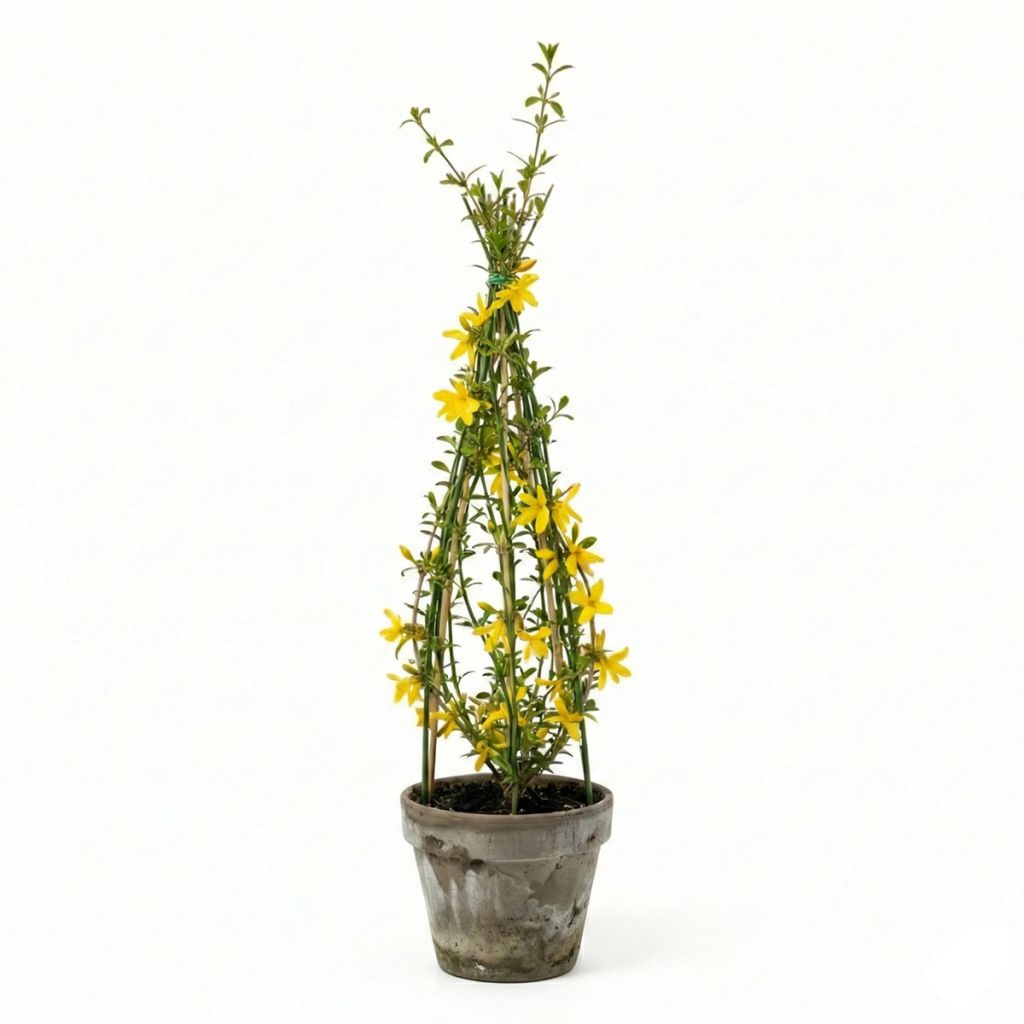 Jasmin d’hiver jaune