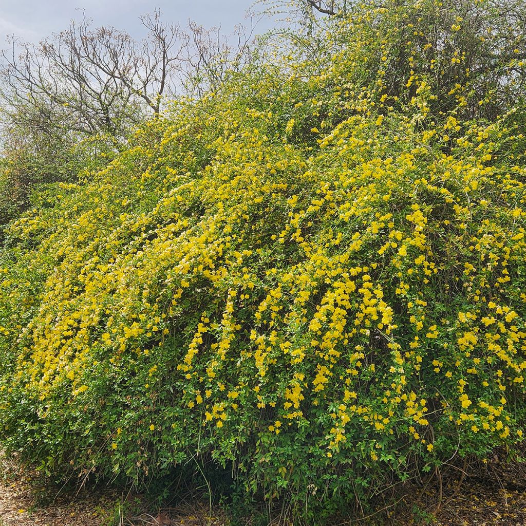 Jasmin d’hiver jaune