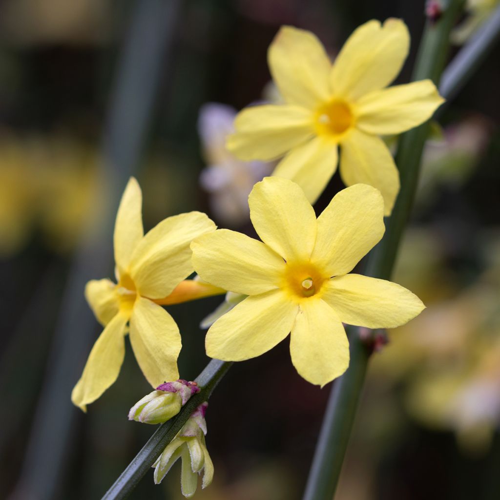 Jasmin d’hiver jaune