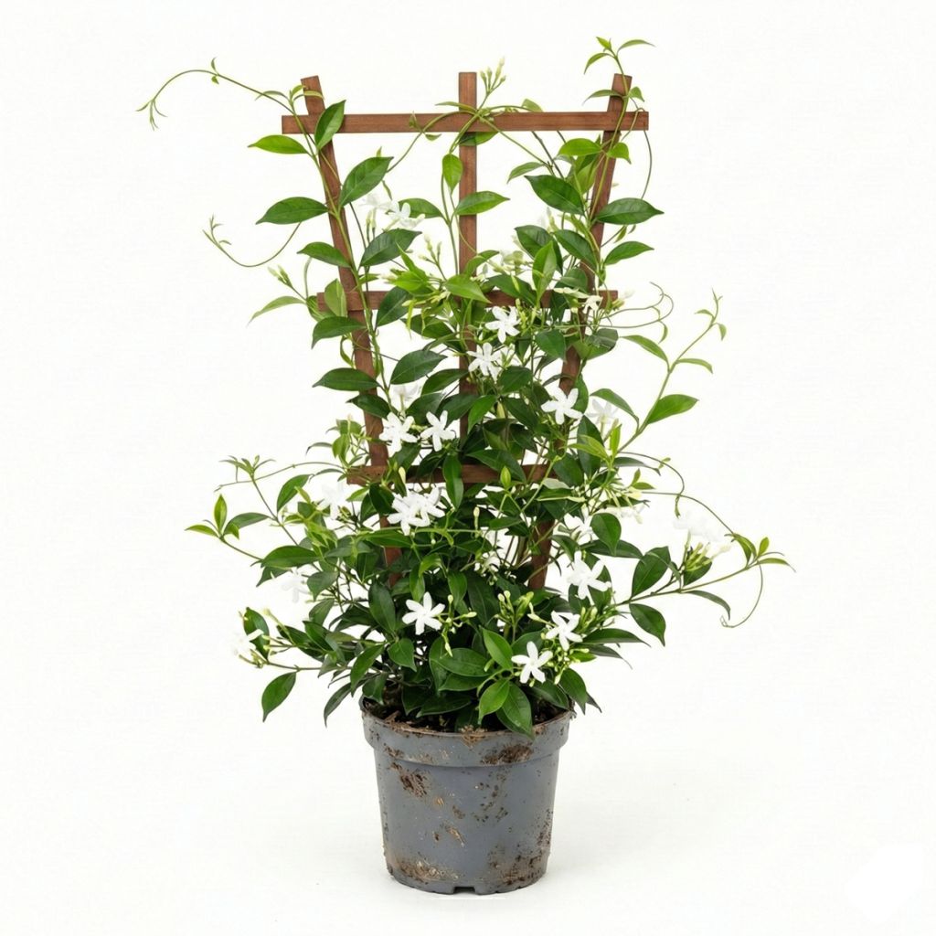 Jasmin étoilé blanc