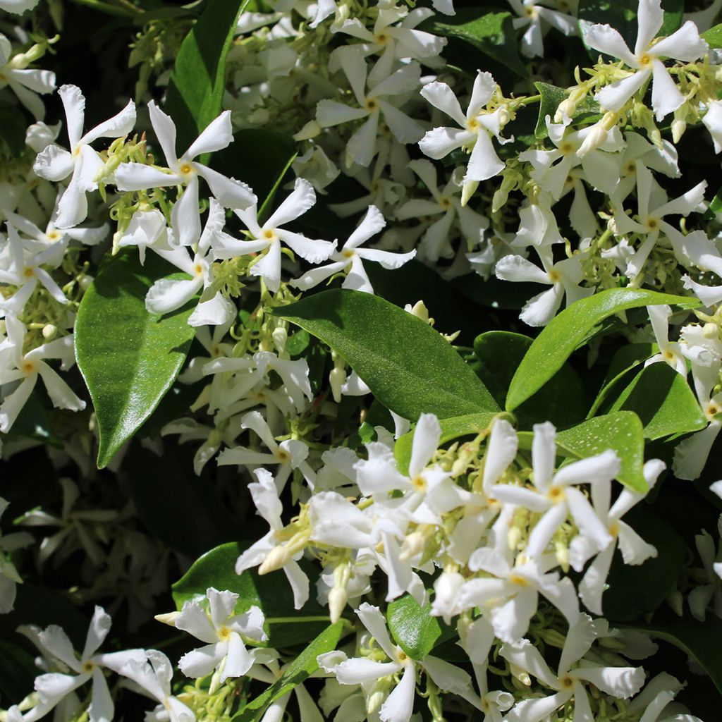 Jasmin étoilé blanc
