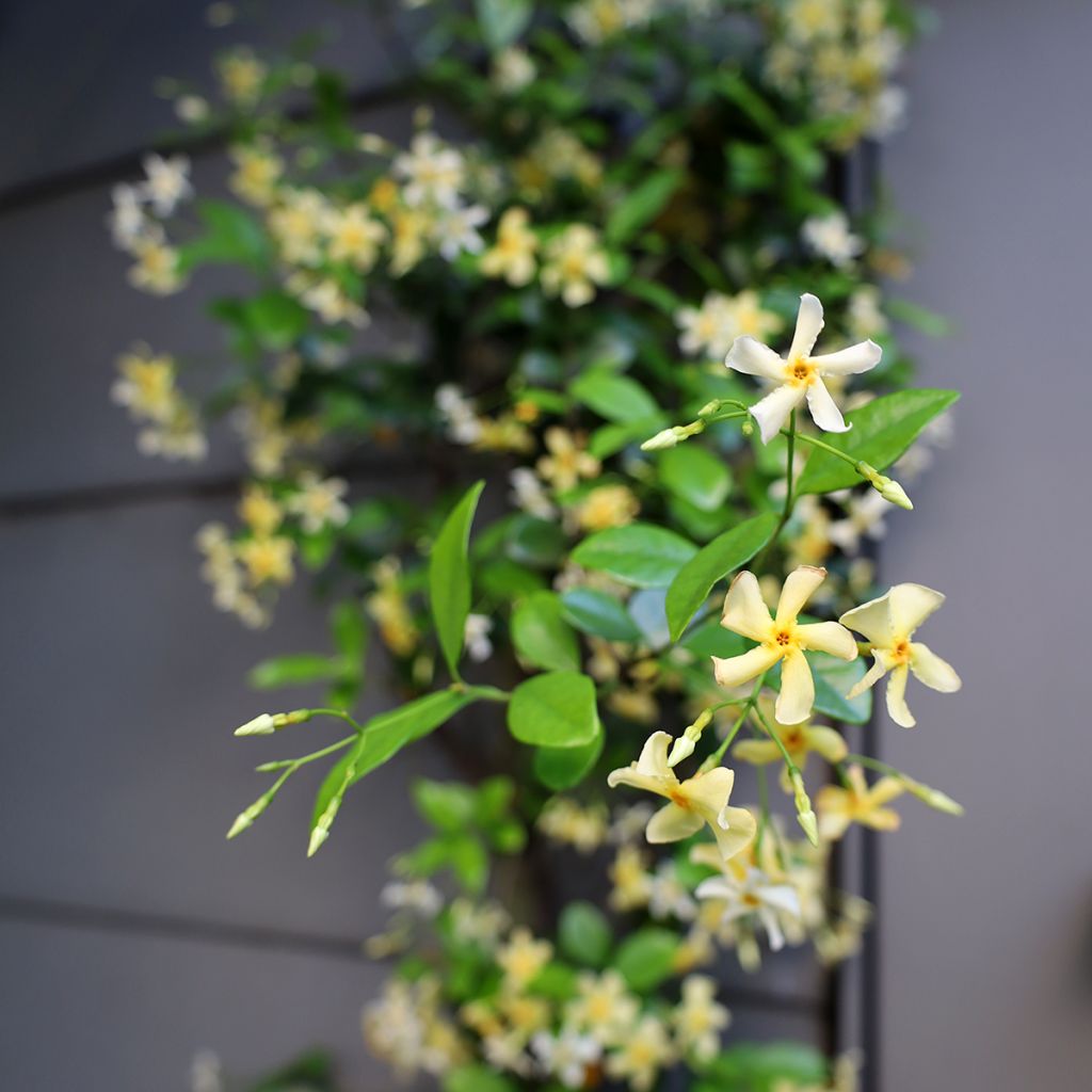 Jasmin étoilé jaune