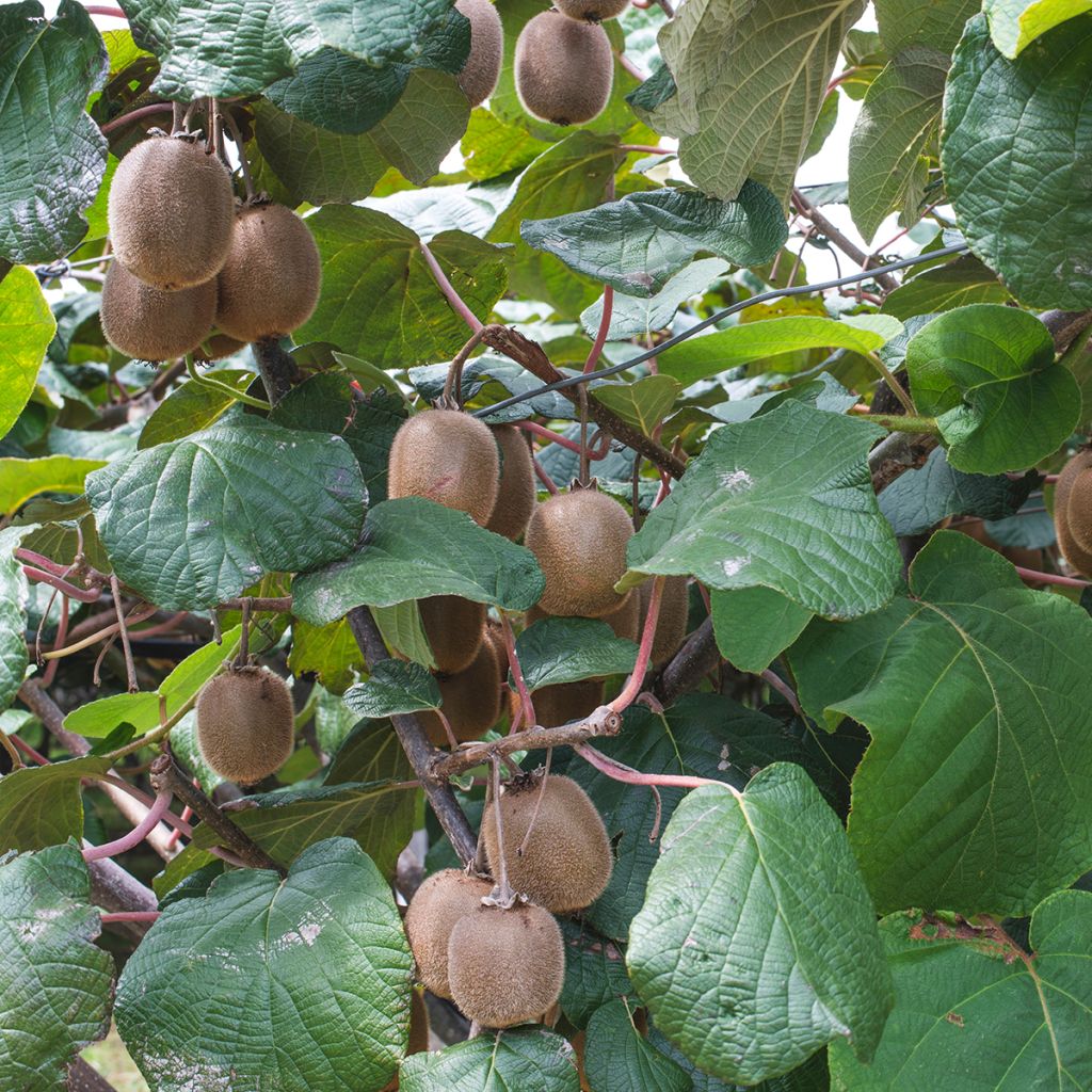 Kiwi autofertile Jenny
