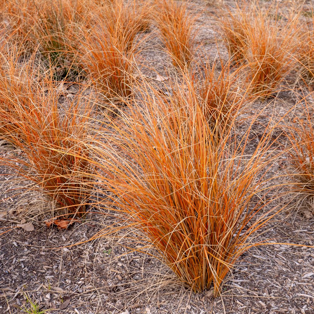 Laîche de Nouvelle-Zélande bronze