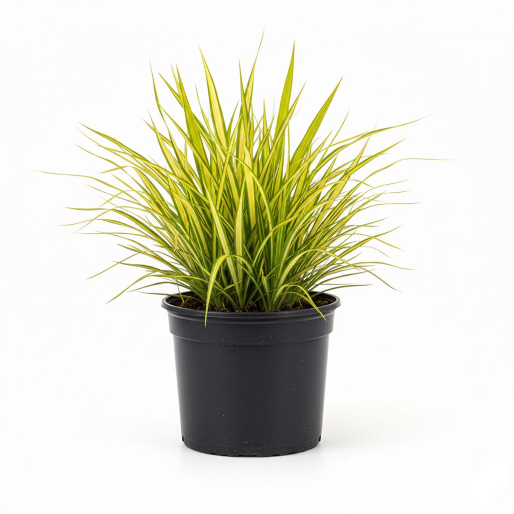 Laîche du Japon dorée panachée