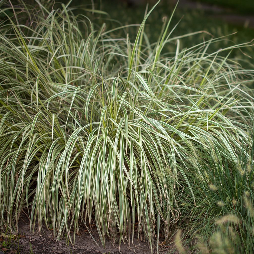 Laîche du Japon panachée