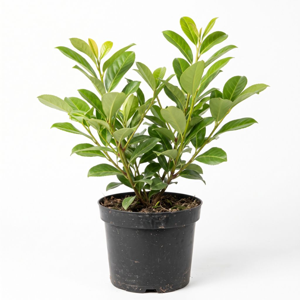 Laurier palme