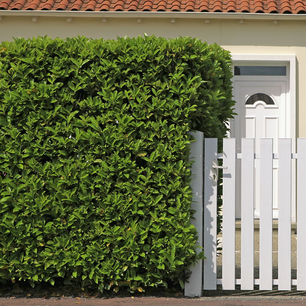 Laurier cerise compact