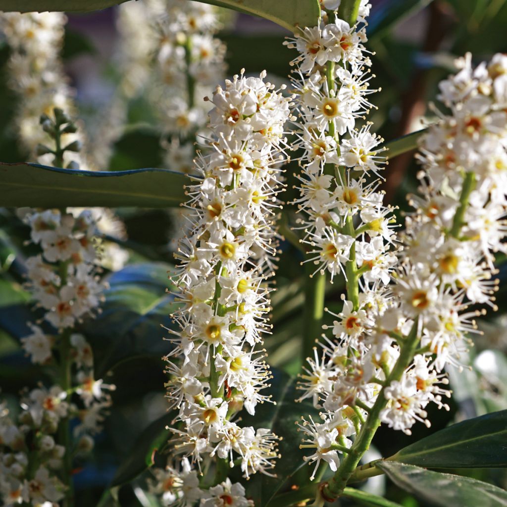 Laurier cerise