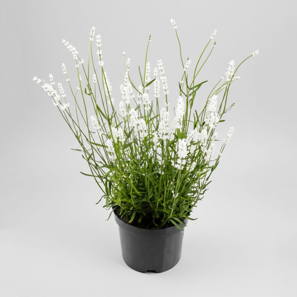 Lavande blanche