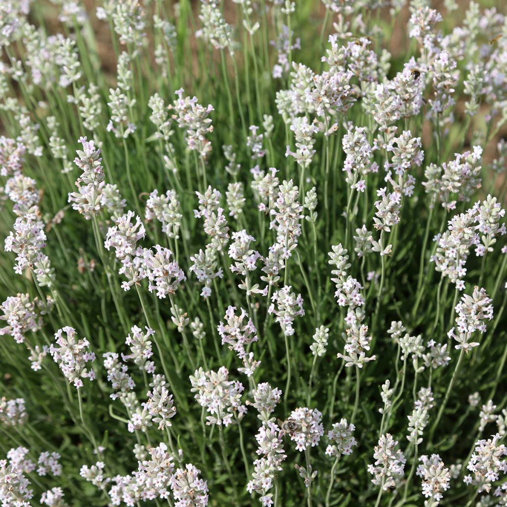 Lavande blanche