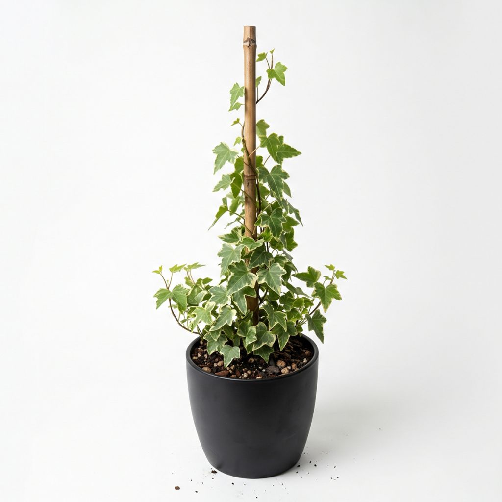 Lierre panaché crème à petites feuilles