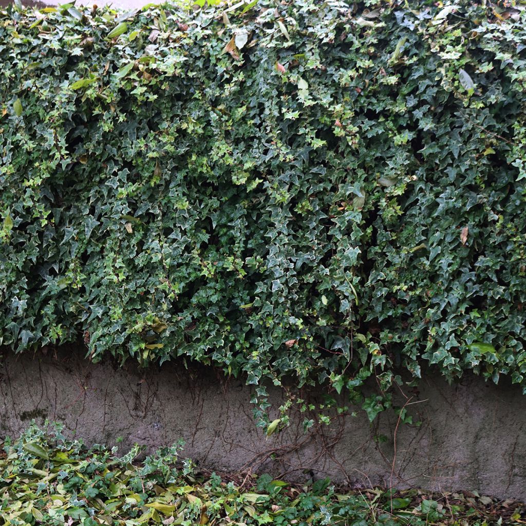 Lierre panaché crème à petites feuilles