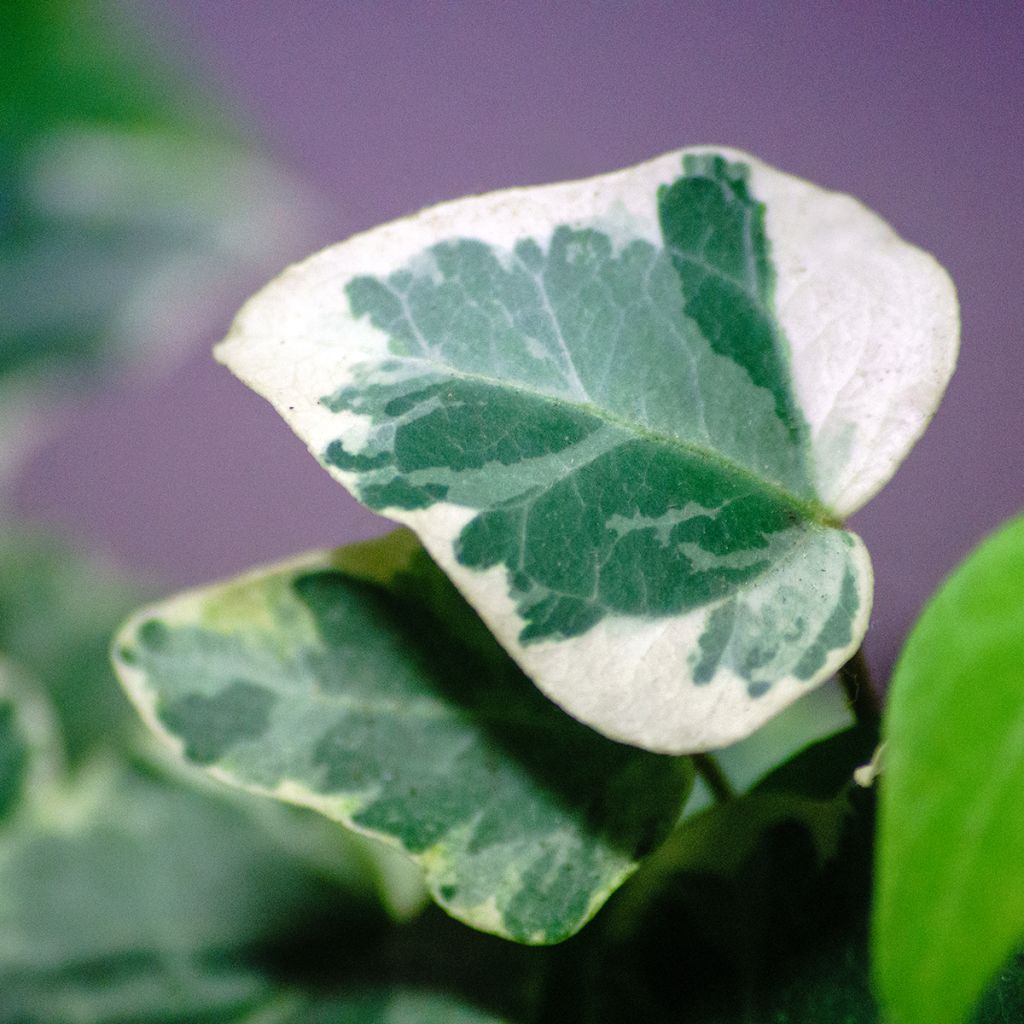 Lierre panaché crème à petites feuilles