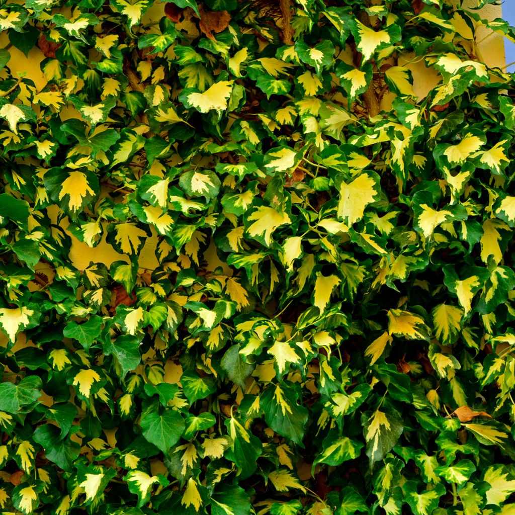 Lierre commun vert panaché de jaune