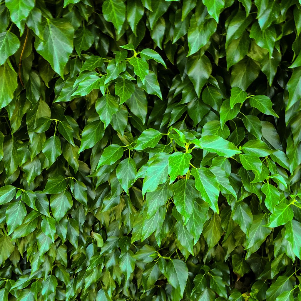 Lierre à grandes feuilles