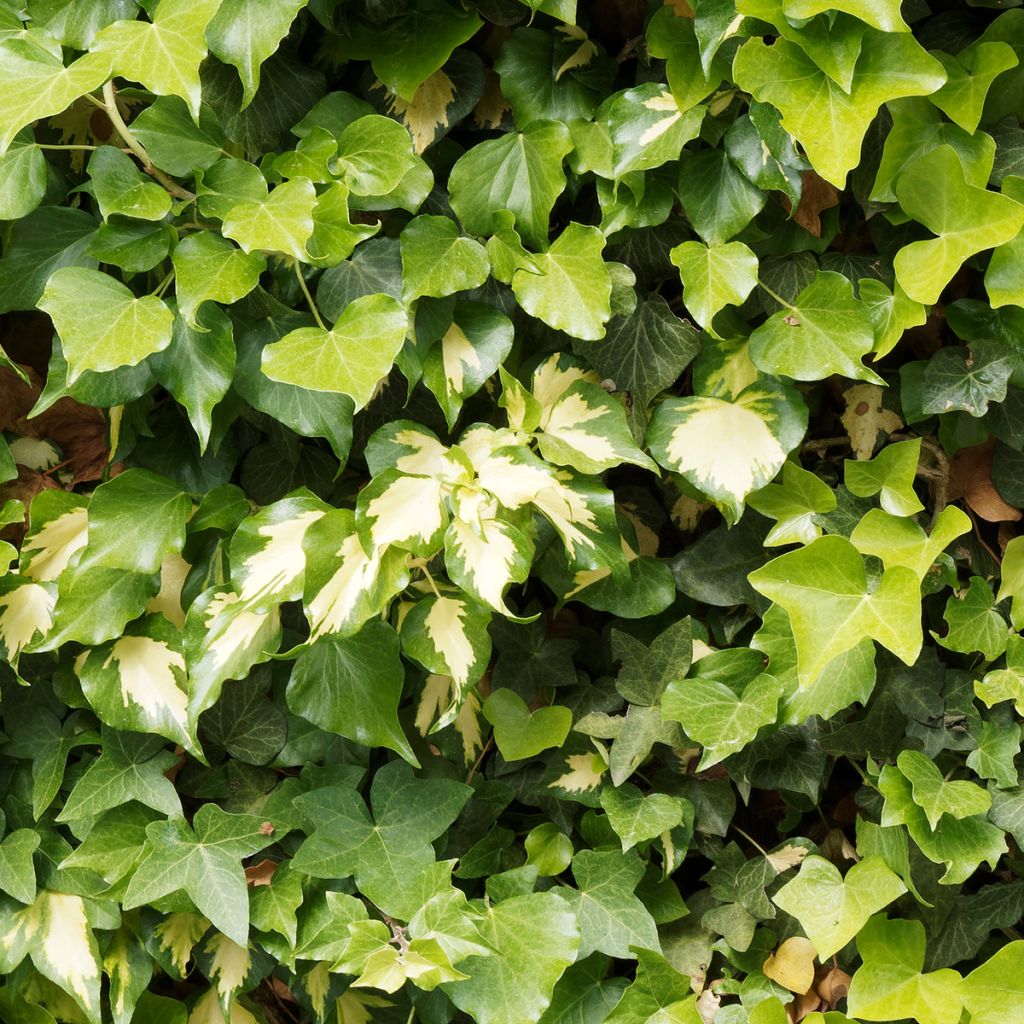 Lierre panaché à grandes feuilles