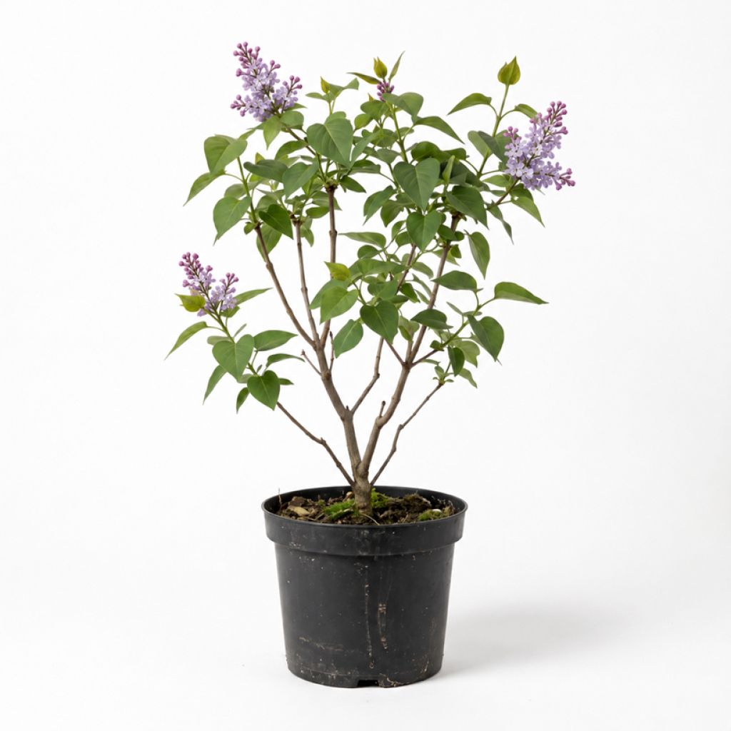 Lilas