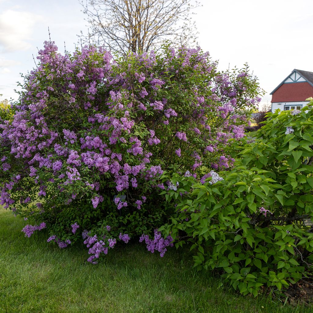 Lilas