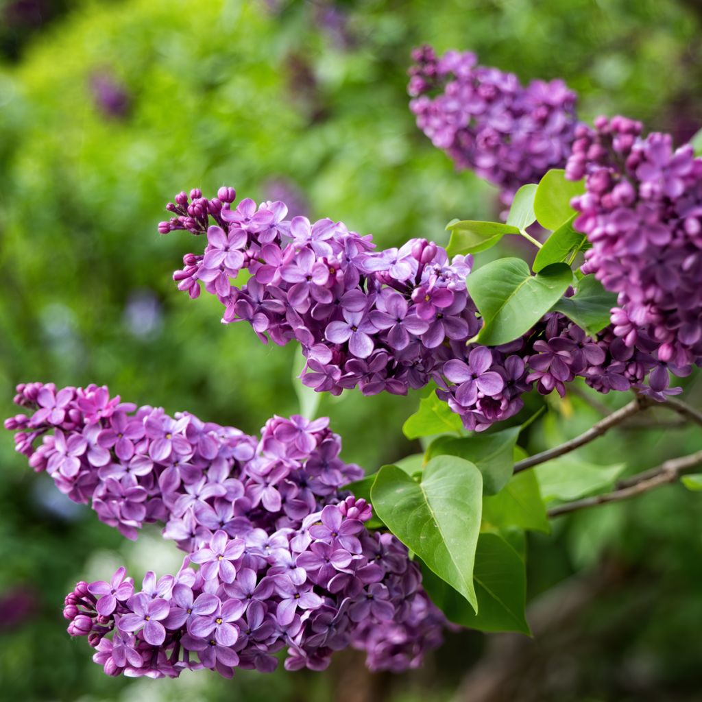 Lilas