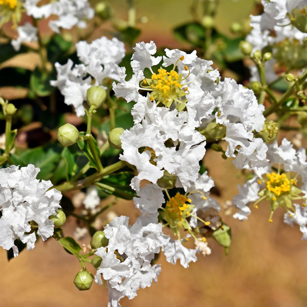 Lilas des Indes nain blanc