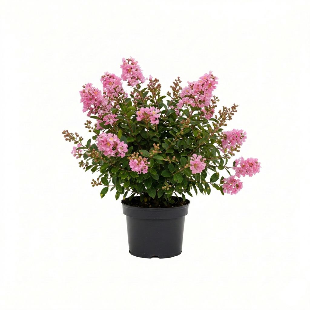 Lilas des Indes nain rose